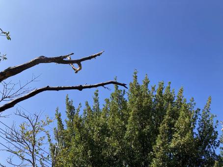 樹木と青空の写真