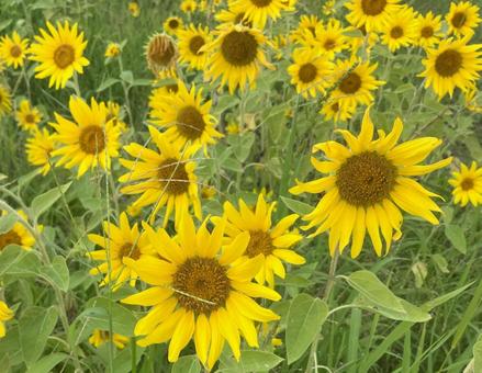 Photo, sunflower, summer, four seasons, 