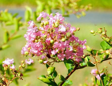 【花の写真】百日紅の花の写真