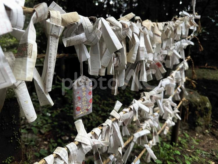 おみくじとお守り おみくじ,神社,お守りの写真素材