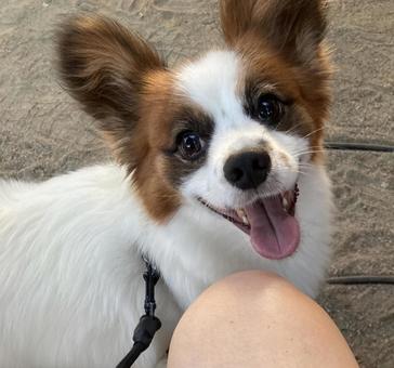 目をキラキラさせて喜ぶ犬 目をキラキラさせて喜ぶ犬の写真