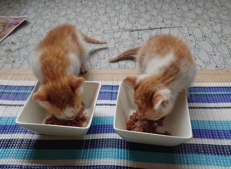 ご飯もりもりお食べ! ご飯もりもりお食べ!の写真
