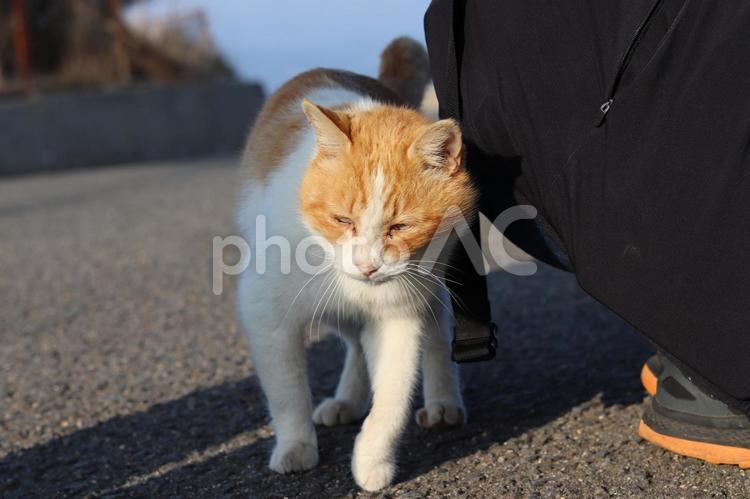 目を細める猫 目を細める,猫,動物の写真素材