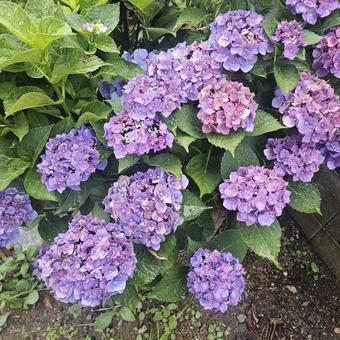 雨の日の紫陽花 雨の日の紫陽花 紫陽花,雨,花の写真素材