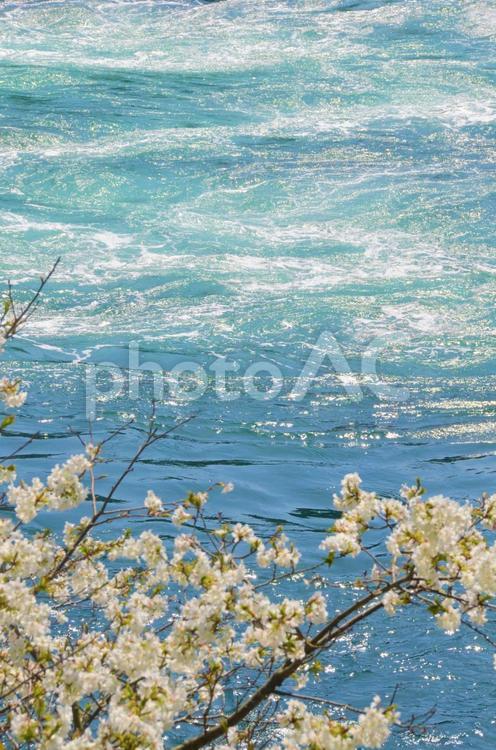綺麗な川と満開の桜 川,桜,光の写真素材