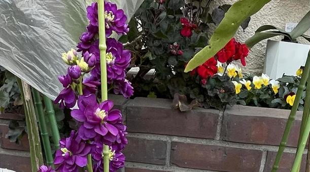 朝顔の花② 朝顔の花②の写真