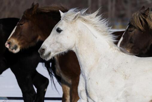 冬に走る馬の群れ 馬,冬,馬追いの写真素材