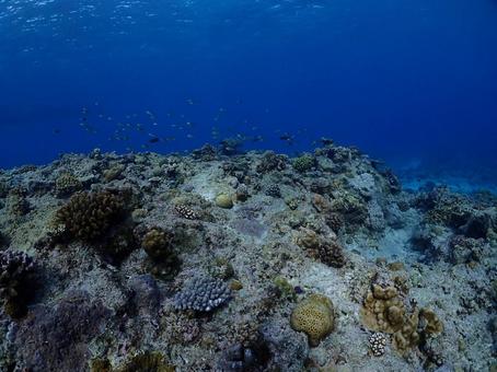 沖縄の海 沖縄の海 ダイビング,スキューバーダイビング,沖縄の海の写真素材
