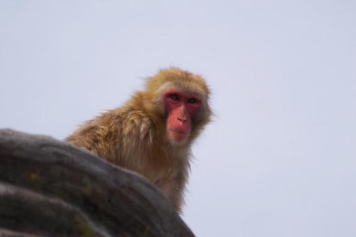 サル サル,空,生き物の写真素材