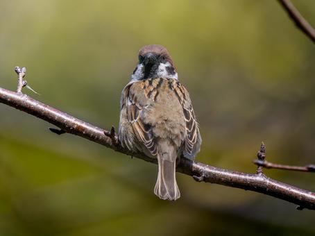 枝にとまるスズメ 枝にとまるスズメ スズメ,雀,鳥の写真素材