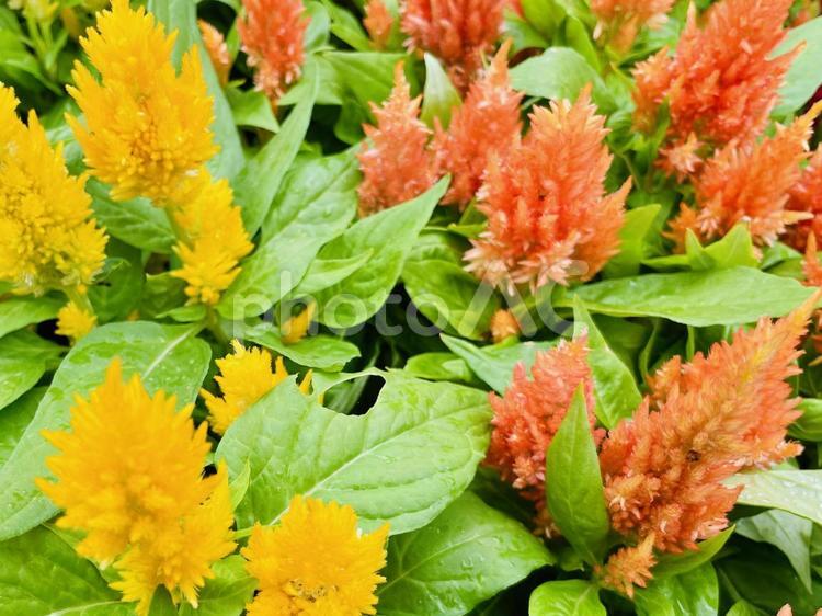 黄色とオレンジのケイトウ ケイトウ,花,夏の写真素材