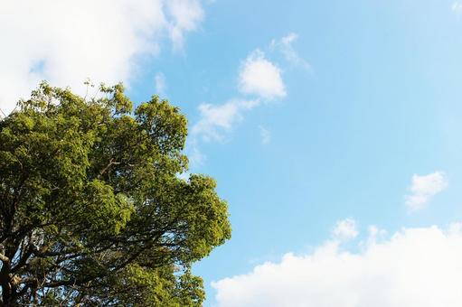 木と青空 木と青空の写真