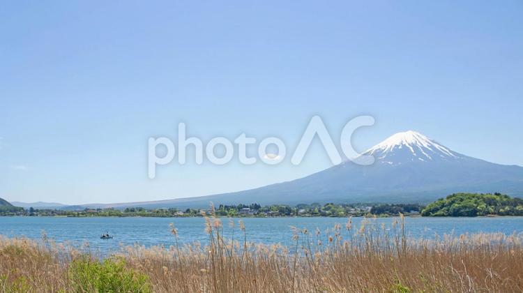 枯れススキと湖と雪の残る春の富士山 富士山,湖,雪の写真素材