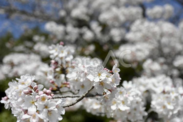 目黒川の桜 サクラの木,春景色,春風景の写真素材