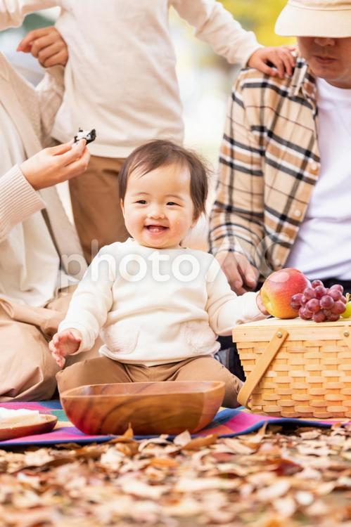 秋の公園で遊ぶ家族・赤ちゃん 赤ちゃん,家族,ピクニックの写真素材