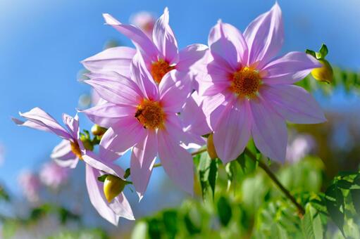 皇帝ダリア ダリア,皇帝ダリア,花の写真素材