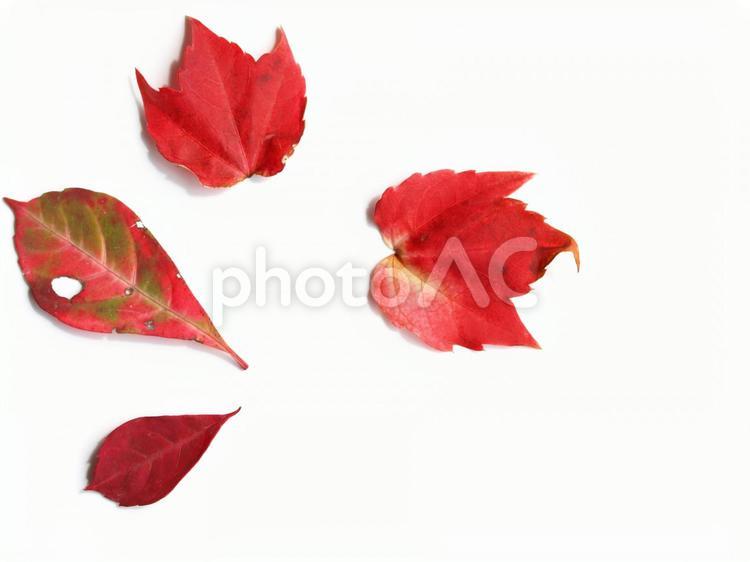 紅葉したツタの葉、切り抜き素材、室内 落ち葉,ツタ,蔦の写真素材