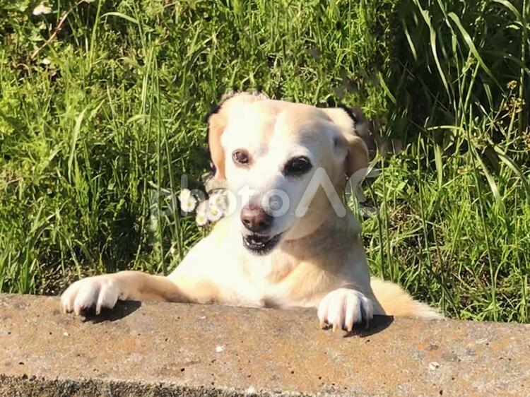 塀に手を掛ける犬 犬,ペット,可愛いの写真素材