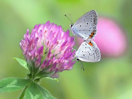 アカツメクサにツバメシジミ ツバメシジミ,シジミチョウ,アカツメクサの写真素材