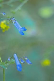 セキヤノアキチョウジ セキヤノアキチョウジの写真