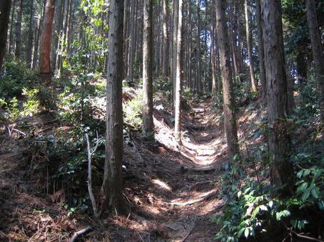 菩提山城 登山道 ハイキングコース 菩提山城 登山道 ハイキングコースの写真