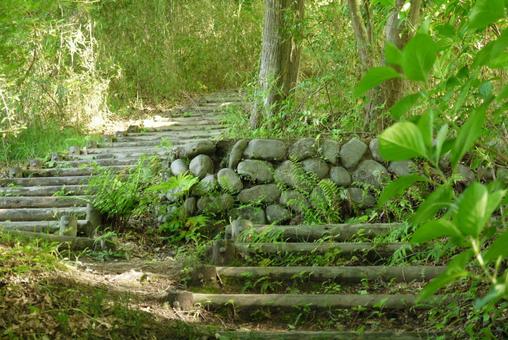 階段と石垣 階段と石垣 階段,樹木,木の写真素材