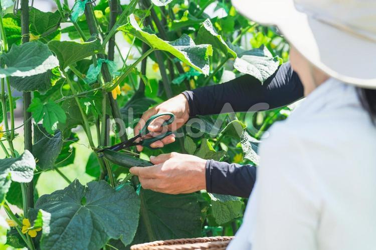 畑で野菜・きゅうりを収穫する農家・生産者 家庭菜園,きゅうり,収穫の写真素材