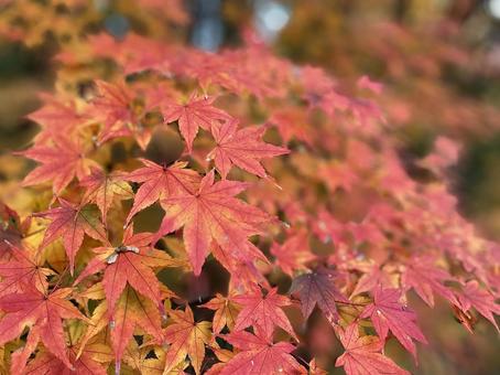 紅葉の接写 紅葉の接写 紅葉,カエデ,秋の写真素材