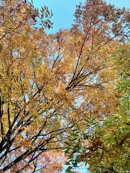 紅葉する木々 木,森,林の写真素材