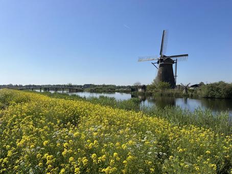 キンデルダイク＝エルスハウトの風車網 キンデルダイク,風車,オランダの写真素材