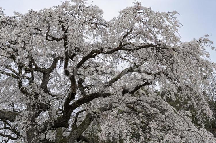 生山の枝垂れ桜 桜,枝垂れ桜,花の写真素材