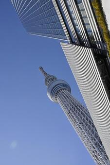 東京スカイツリー 東京スカイツリー,東京,スカイツリーの写真素材