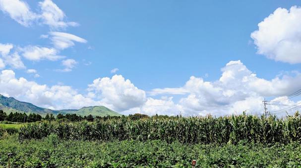 トウモロコシ畑と青空 トウモロコシ畑と青空の写真