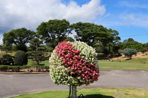 7月中旬のさぬきフラワーガーデンの花 7月中旬のさぬきフラワーガーデンの花の写真