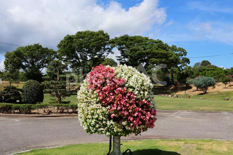 ７月中旬のさぬきフラワーガーデンの花 花,植物,赤の写真素材