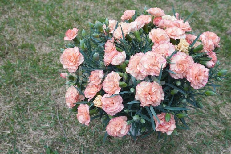 カーネーション（フロランタン）01 カーネーション,花,母の日の写真素材