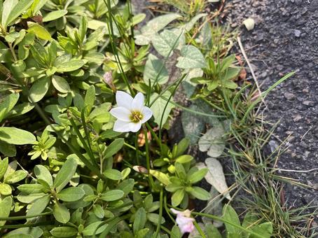 採取中 たますだれ,蜂,白の写真素材