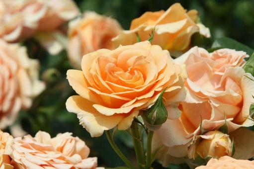 バラ・薔薇 咲く風景 バラ・薔薇 咲く風景の写真