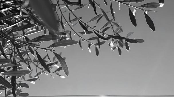 オリーブの木の枝と葉　美しいシルエットの写真