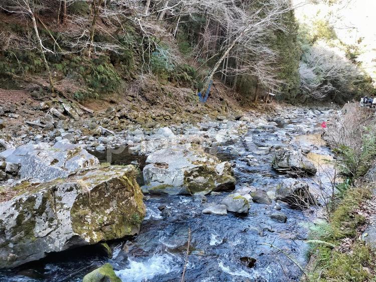 浄蓮の滝付近の本谷川　伊豆の天城 本谷川,天城,伊豆の写真素材