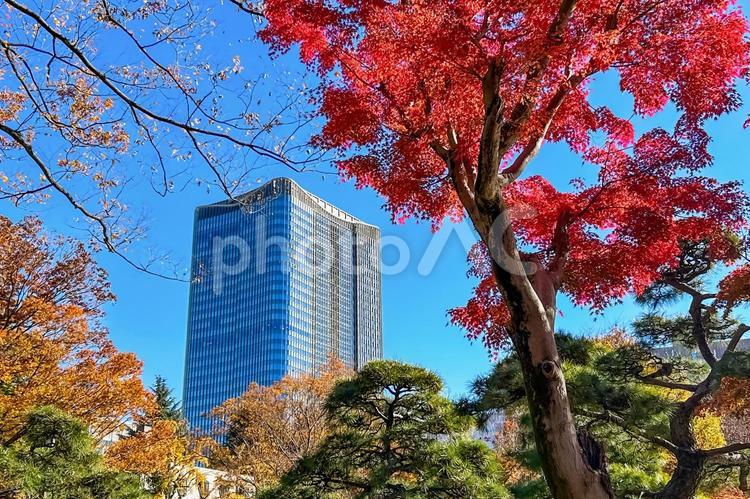 紅葉した美しい木々と都会の超高層ビル 紅葉,赤,高層ビルの写真素材