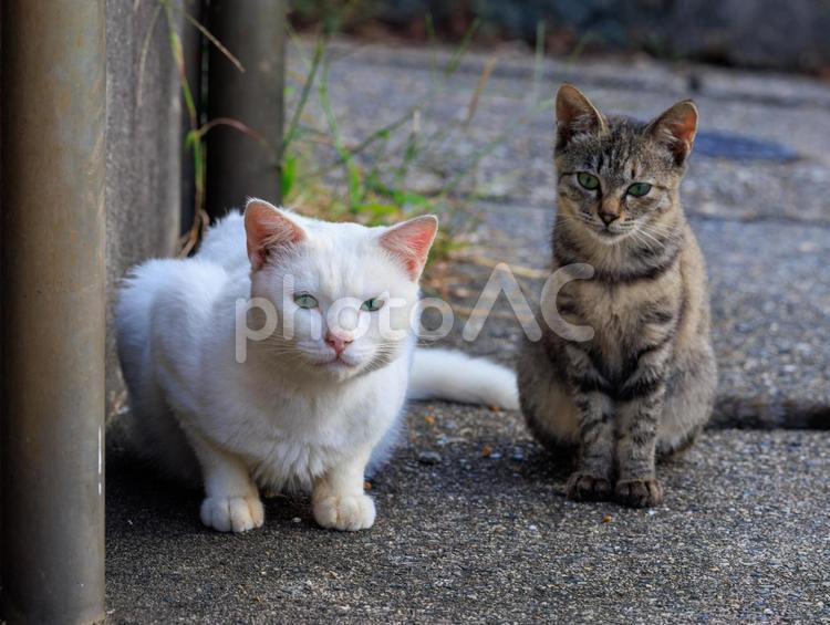 離島で出会った野良猫の親子です。 猫,野良猫,地域猫の写真素材