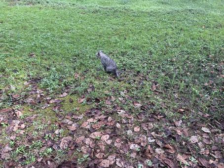 野良猫グレー3 野良猫グレー3の写真