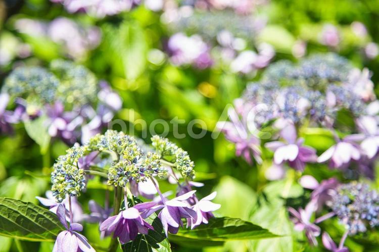 満開の紫のアジサイ 花,植物,自然の写真素材