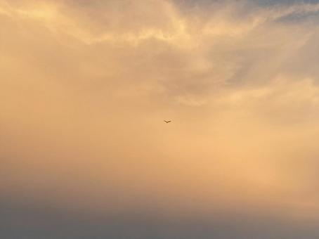 カラスの帰り道の写真