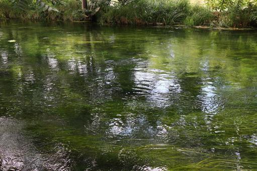 River surface Aquatic plants, JPG River surface Aquatic plants, JPG