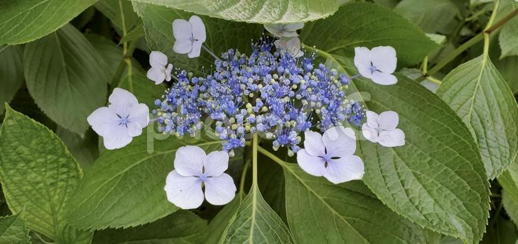 ガクアジサイ がくあじさい,青色,ブルーの写真素材