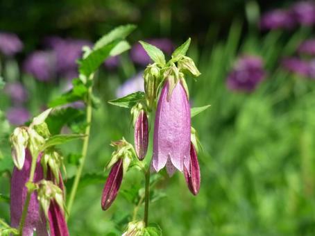 Hanging bellflowers beginning to bloom, JPG Hanging bellflowers beginning to bloom, JPG
