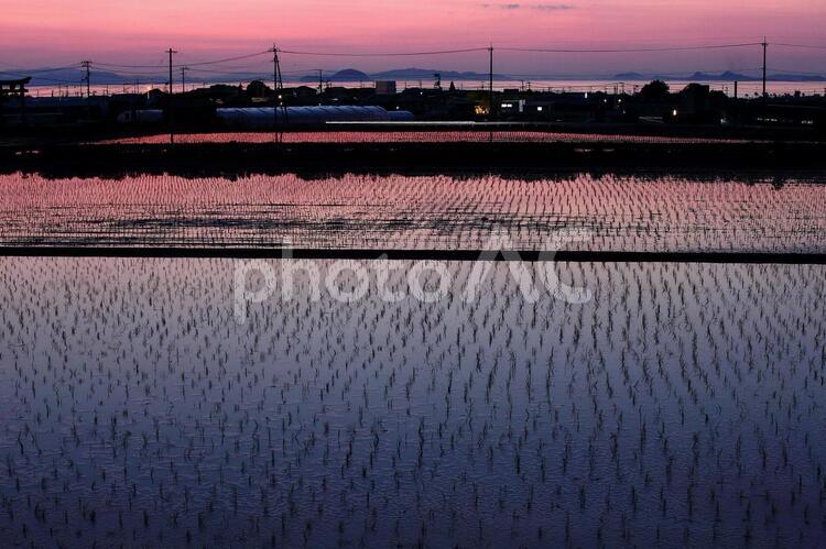 田圃に映った夕焼け シルエット,ライト,反射の写真素材
