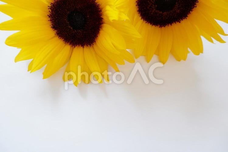 白の背景にひまわりの花、夏の背景素材 ひまわり,自然,鮮やかの写真素材